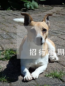 招行逾期信用卡中心电话没接