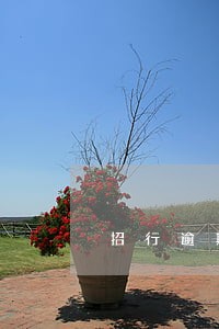 招行逾期协商分48期 招行逾期协商分48期