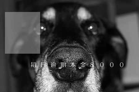 招行逾期本金8000 招行逾期本金8000