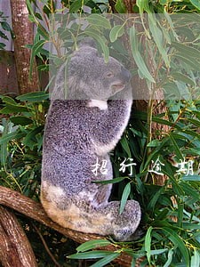 招行逾期欠80004个月 招行逾期欠80004个月