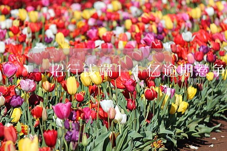 招行钱端14亿逾期惹争议 招行钱端14亿逾期惹争议