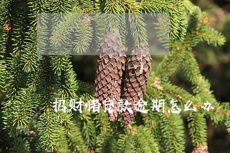 招财猪贷款逾期怎么办 招财猪贷款逾期怎么办