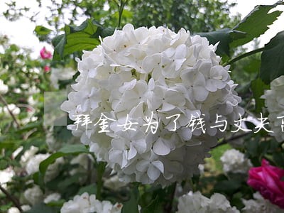 拜金女为了钱与丈夫离婚 拜金女为了钱与丈夫离婚