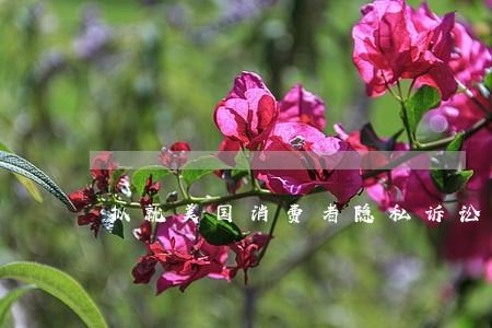 拟就美国消费者隐私诉讼达成和解 拟就美国消费者隐私诉讼达成和解