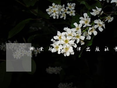 择业规划法律出版社中国纺织出版社 择业规划法律出版社中国纺织出版社