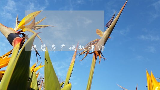 拱墅房产确权律师 拱墅房产确权律师
