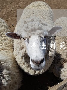 拳击打死违法吗 拳击打死违法吗