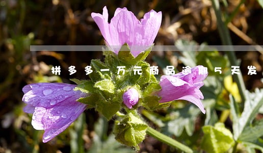 拼多多一万元商品逾期5天发货