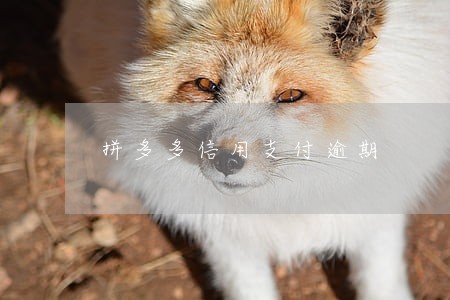 拼多多信用支付逾期 拼多多信用支付逾期