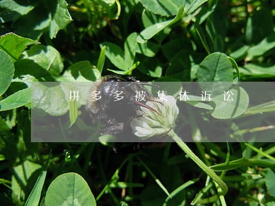 拼多多被集体诉讼 拼多多被集体诉讼