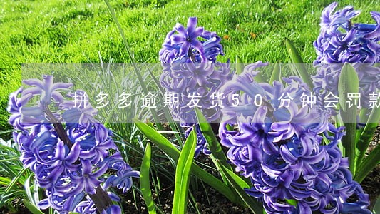 拼多多逾期发货50分钟会罚款吗 拼多多逾期发货50分钟会罚款吗