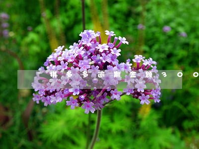 拼多多逾期金额300以上