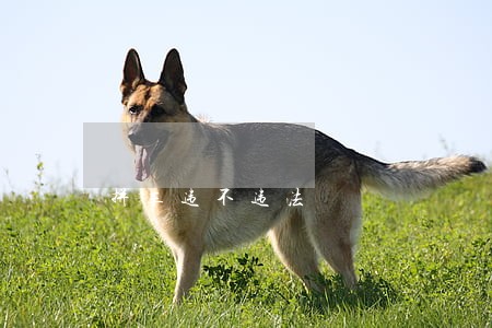 拼车违不违法