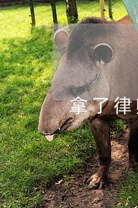 拿了律师证以后做法务