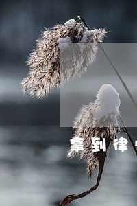 拿到律师证后要立即申请执业吗 拿到律师证后要立即申请执业吗