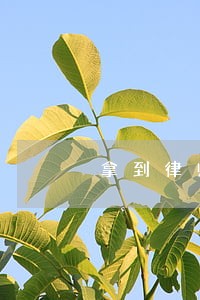 拿到律师证注销 拿到律师证注销