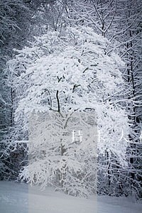 持卡人被拘留信用卡逾期