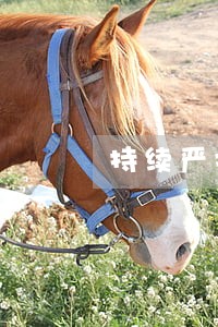 持续严打违法犯罪 持续严打违法犯罪
