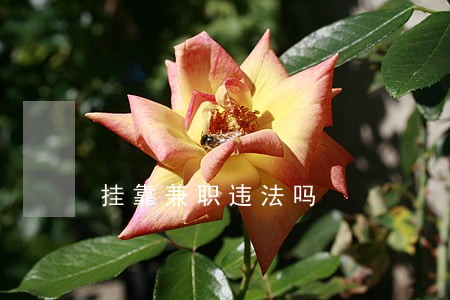 挂靠兼职违法吗 挂靠兼职违法吗