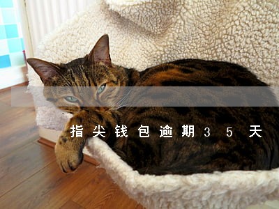 指尖钱包逾期35天