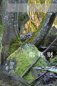 指旺财富新手标逾期 指旺财富新手标逾期