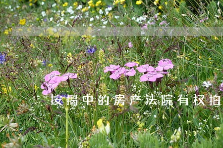 按揭中的房产法院有权拍卖吗