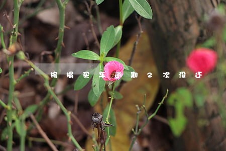 按揭买车逾期2次没还 按揭买车逾期2次没还