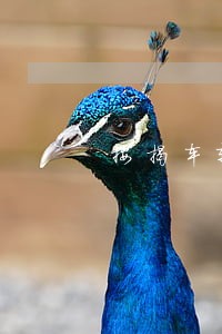 按揭车辆贷款逾期车辆被扣 按揭车辆贷款逾期车辆被扣