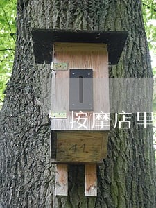 按摩店里的全身推油违不违法