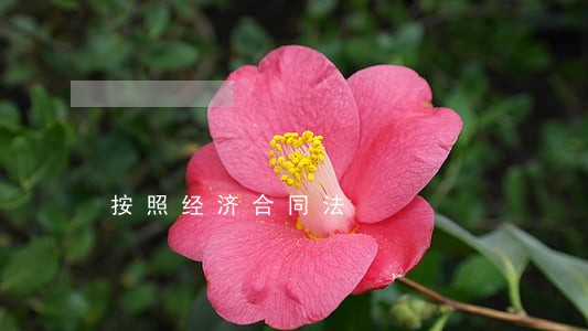 按照经济合同法 按照经济合同法