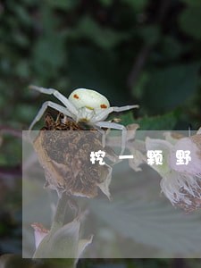 挖一颗野生红豆杉违法吗 挖一颗野生红豆杉违法吗