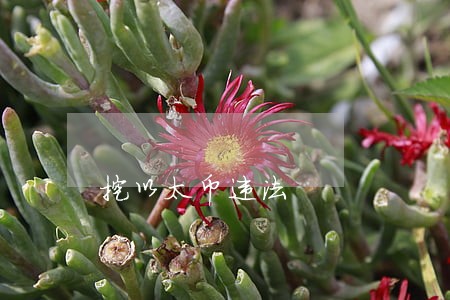 挖以太币违法 挖以太币违法