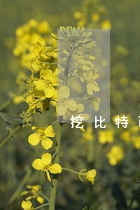 挖比特币的机子违法吗 挖比特币的机子违法吗