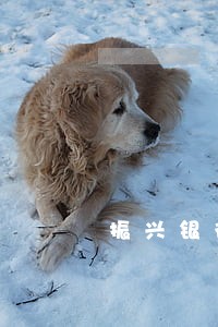 振兴银行逾期一天没事吧 振兴银行逾期一天没事吧