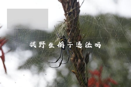 捉野生鸽子违法吗