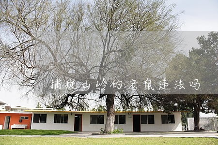 捕捉山岭的老鼠违法吗