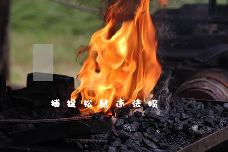捕捉松鼠违法吗 捕捉松鼠违法吗