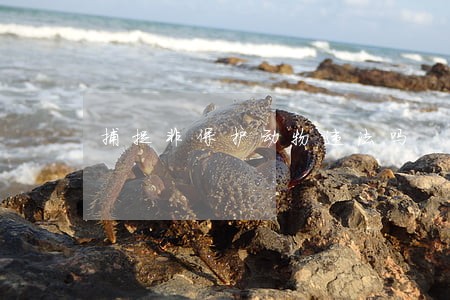 捕捉非保护动物违法吗 捕捉非保护动物违法吗