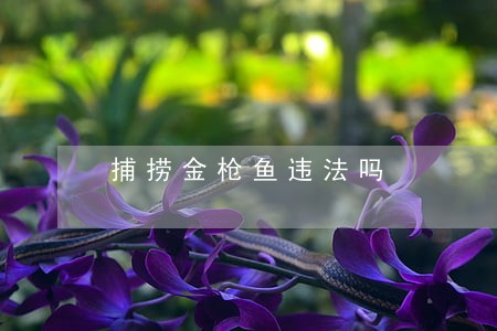 捕捞金枪鱼违法吗 捕捞金枪鱼违法吗