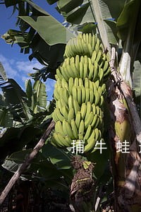 捕牛蛙违法吗 捕牛蛙违法吗