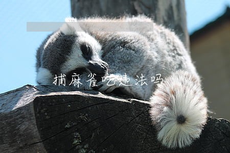 捕麻雀吃违法吗 捕麻雀吃违法吗
