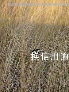 换信用逾期会怎么样 换信用逾期会怎么样