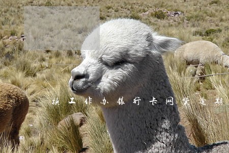 换工作办银行卡网贷逾期 换工作办银行卡网贷逾期