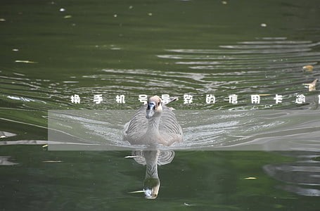 换手机号导致的信用卡逾期 换手机号导致的信用卡逾期