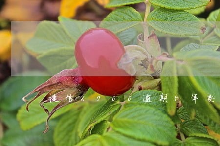 捷信6000逾期5年要还多少 捷信6000逾期5年要还多少