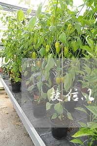 捷信以手机名义贷现金贷违法吗 捷信以手机名义贷现金贷违法吗