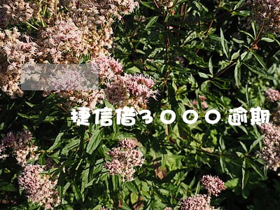 捷信借3000逾期 捷信借3000逾期