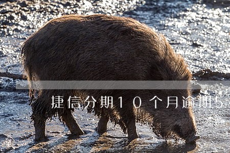 捷信分期10个月逾期5个月 捷信分期10个月逾期5个月