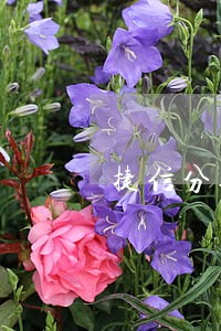 捷信分期逾期7天会怎样 捷信分期逾期7天会怎样