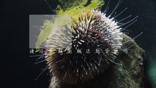 捷信分期逾期还能贷款吗 捷信分期逾期还能贷款吗